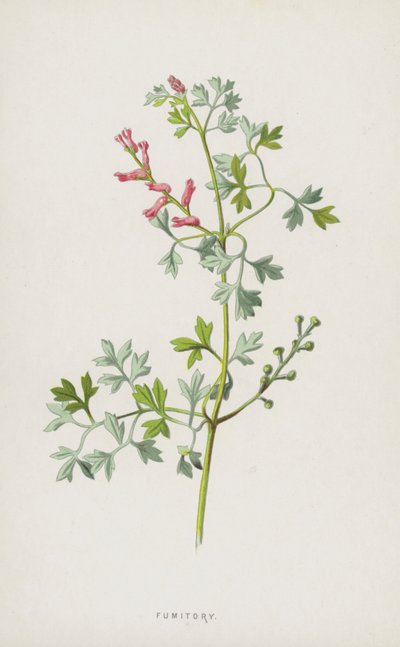 Fumitory by Frederick Edward Hulme