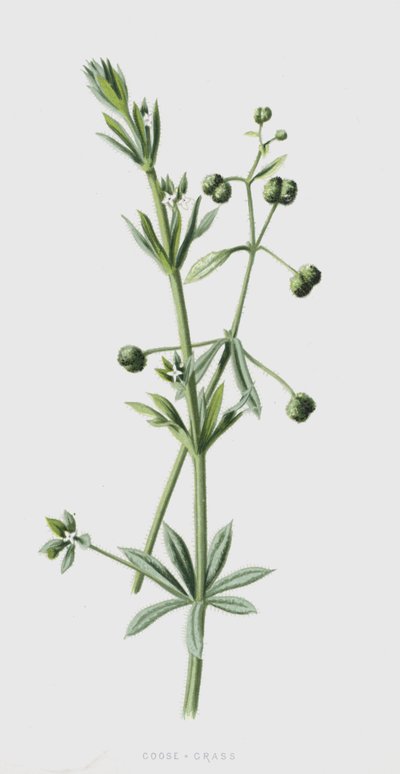 Goose-Grass by Frederick Edward Hulme