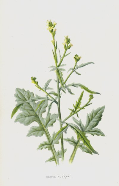Hedge Mustard by Frederick Edward Hulme