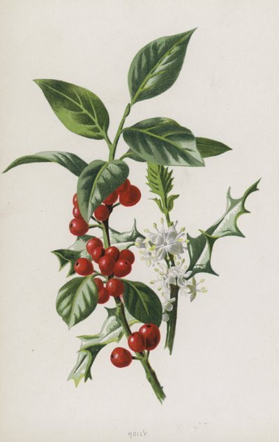 Holly by Frederick Edward Hulme