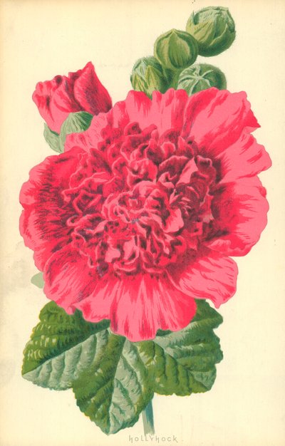 Hollyhock by Frederick Edward Hulme