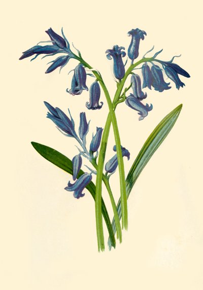 Hyacinth, 1877 by Frederick Edward Hulme
