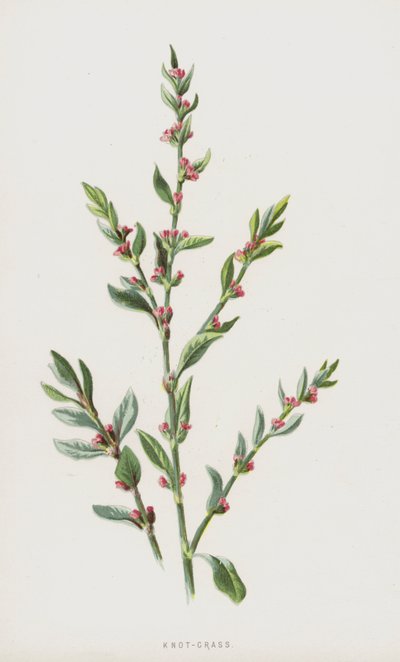 Knot-Grass by Frederick Edward Hulme