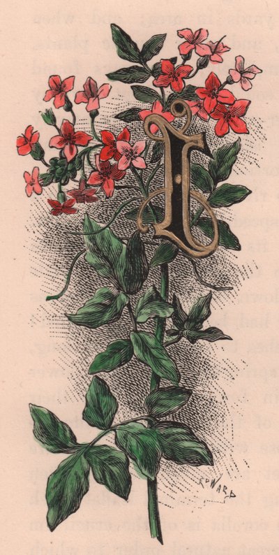 Letter I, Drop Cap Letter, from The Familiar Garden Flower by Frederick Edward Hulme