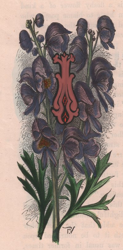 Letter I, Drop Cap Letter, from The Familiar Garden Flower by Frederick Edward Hulme