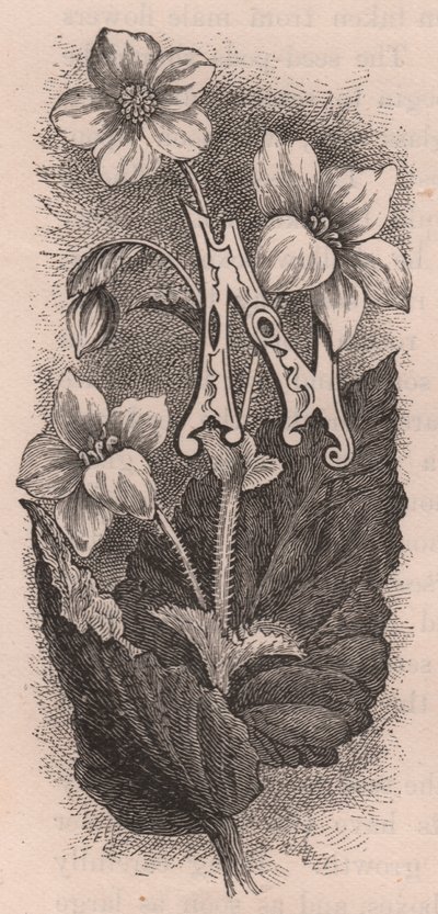 Letter N, Drop Cap Letter, from The Familiar Garden Flower by Frederick Edward Hulme