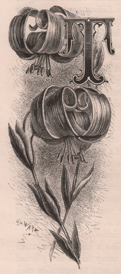 Letter T, Drop Cap Letter, from The Familiar Garden Flower by Frederick Edward Hulme