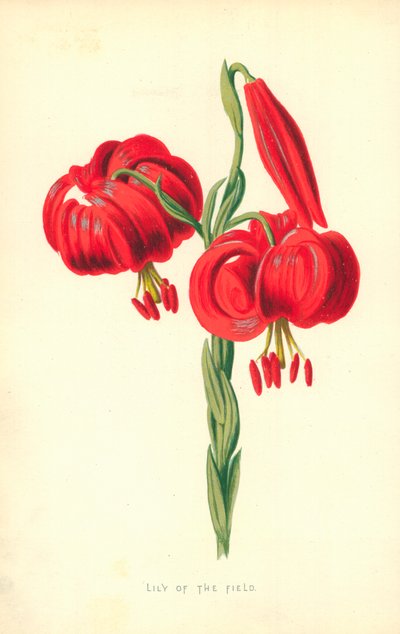 Lily of the Field by Frederick Edward Hulme
