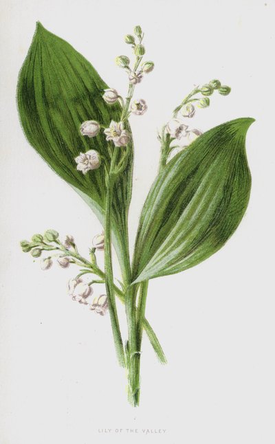 Lily of the Valley by Frederick Edward Hulme