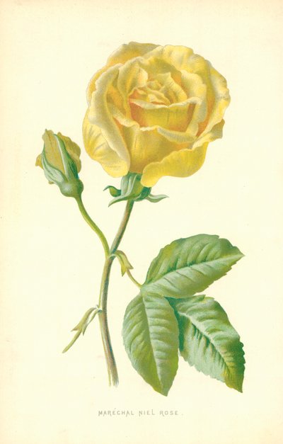 Marshal Niel Rose by Frederick Edward Hulme