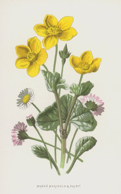 Marsh Marigold and Daisy by Frederick Edward Hulme