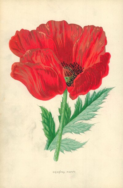 Oriental Poppy by Frederick Edward Hulme