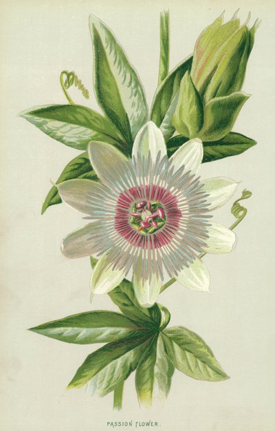 Passion Flower by Frederick Edward Hulme