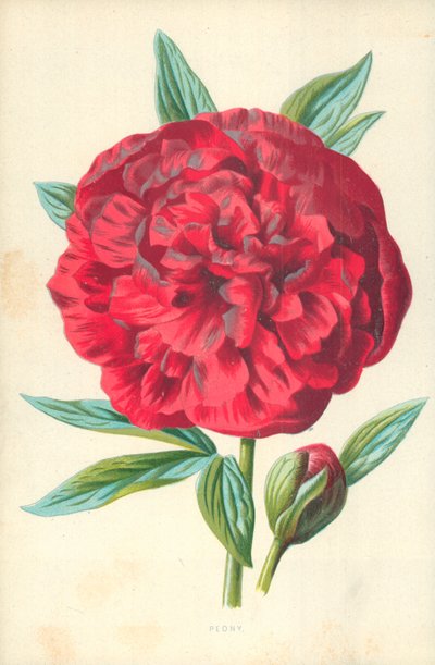 Peony by Frederick Edward Hulme