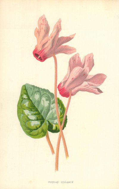 Persian Cyclamen by Frederick Edward Hulme