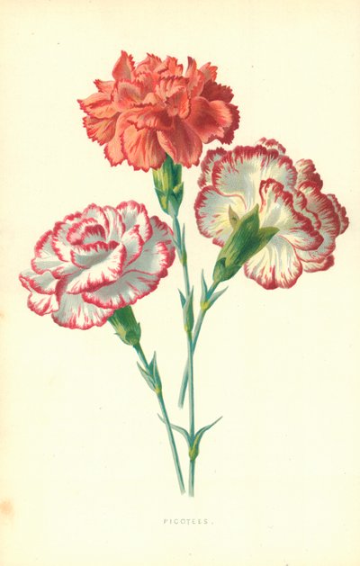 Picotees by Frederick Edward Hulme