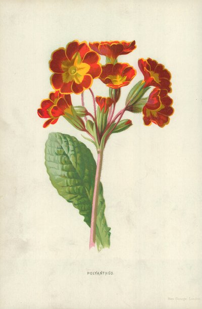 Polyanthus by Frederick Edward Hulme