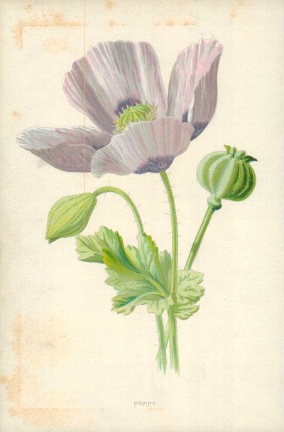 Poppy by Frederick Edward Hulme