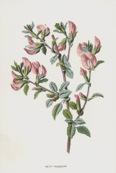 Rest-Harrow by Frederick Edward Hulme