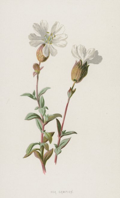 Sea Campion by Frederick Edward Hulme