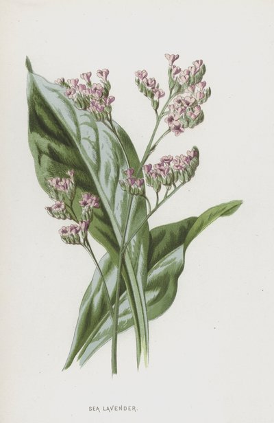 Sea Lavender by Frederick Edward Hulme