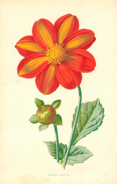 Single Dahlia by Frederick Edward Hulme