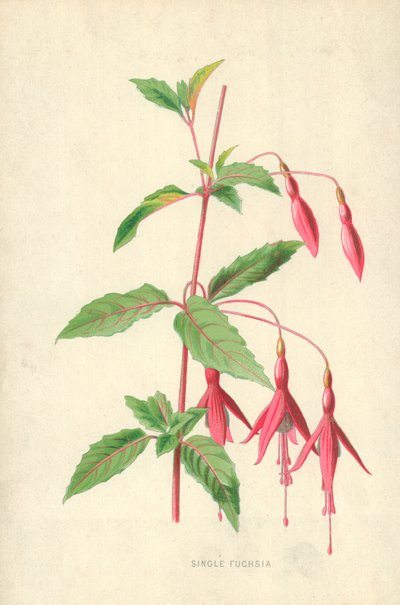 Single Fuchsia by Frederick Edward Hulme