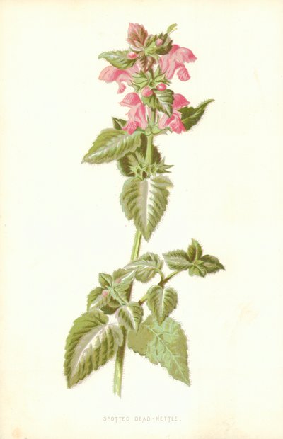 Spotted Dead Nettle by Frederick Edward Hulme