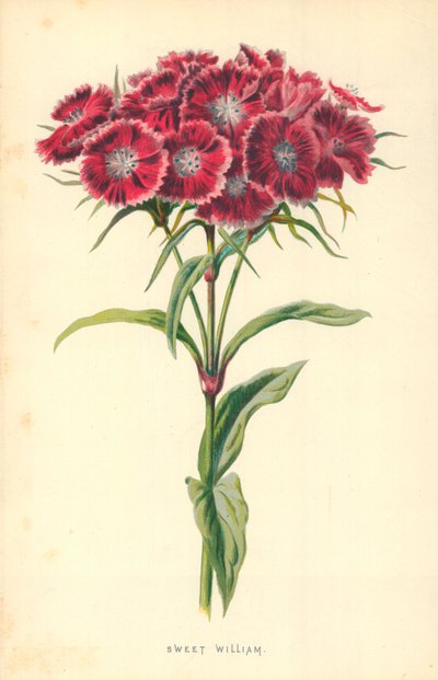 Sweet William by Frederick Edward Hulme