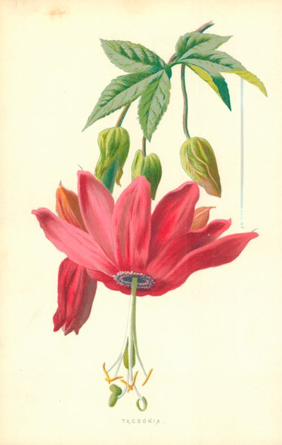 Tacsonia by Frederick Edward Hulme