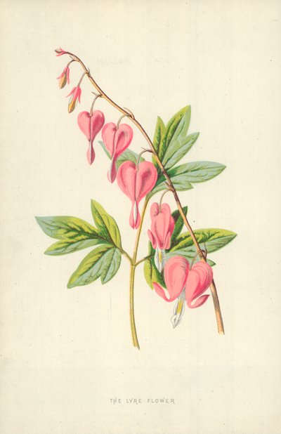 The Lyre Flower by Frederick Edward Hulme