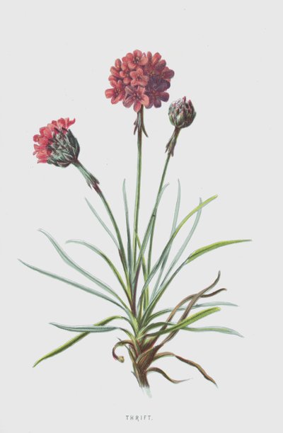 Thrift by Frederick Edward Hulme