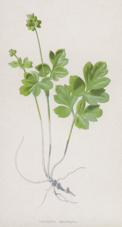 Tuberous Moschatel by Frederick Edward Hulme