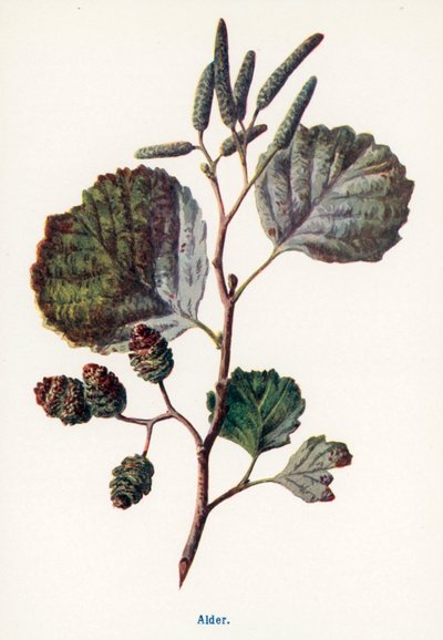 Wild Fruits of the Countryside: Alder by Frederick Edward Hulme