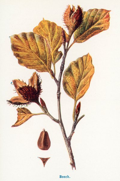 Wild Fruits of the Countryside: Beech by Frederick Edward Hulme