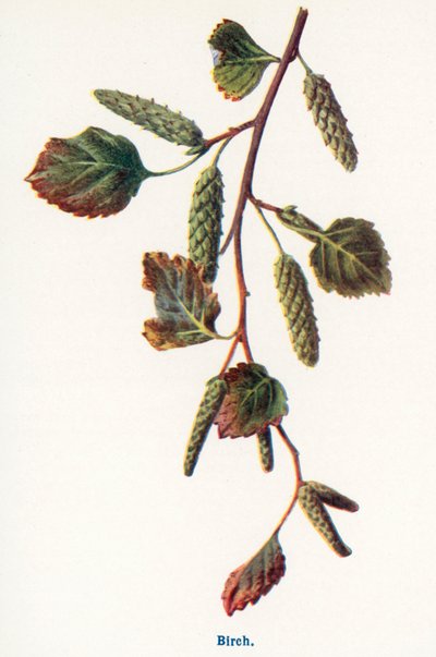 Wild Fruits of the Countryside: Birch by Frederick Edward Hulme