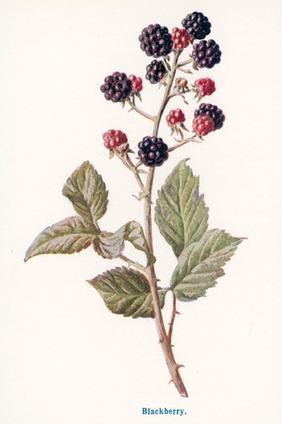 Wild Fruits of the Country-side: Blackberry by Frederick Edward Hulme