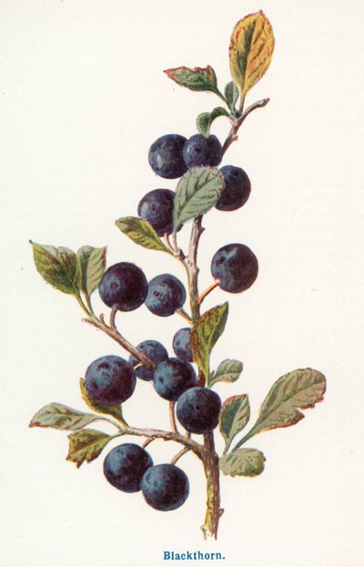 Wild Fruits of the Country-side: Blackthorn by Frederick Edward Hulme