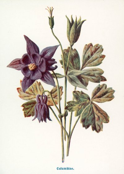 Wild Fruits of the Country-side: Columbine by Frederick Edward Hulme