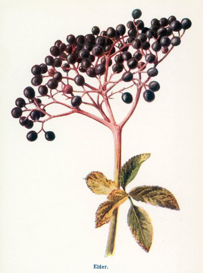 Wild Fruits of the Country-side: Elder by Frederick Edward Hulme