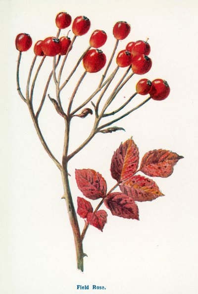 Wild Fruits of the Country-side: Field Rose by Frederick Edward Hulme