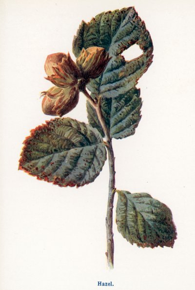 Wild Fruits of the Country-side: Hazel by Frederick Edward Hulme