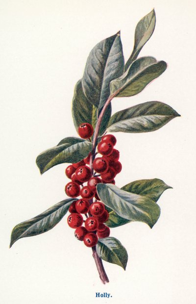 Wild Fruits of the Countryside: Holly by Frederick Edward Hulme