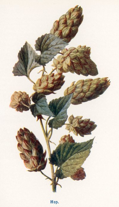 Wild Fruits of the Country-side: Hop by Frederick Edward Hulme