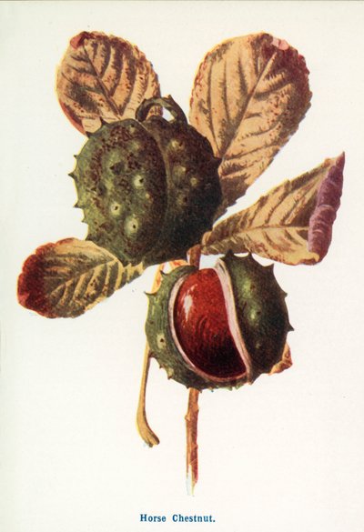 Wild Fruits of the Country-side: Horse Chestnut by Frederick Edward Hulme