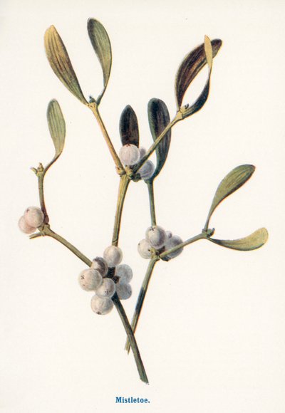 Wild Fruits of the Country-side: Mistletoe by Frederick Edward Hulme