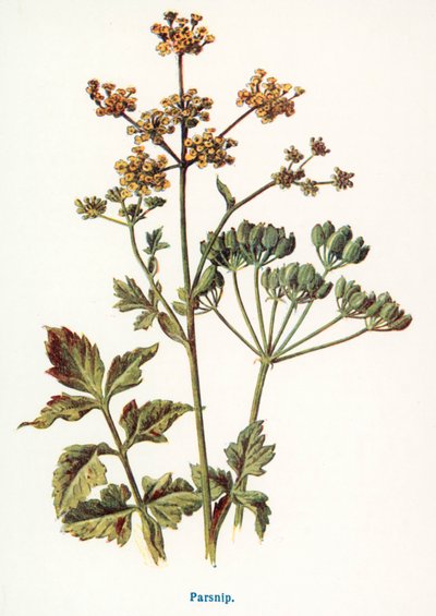 Wild Fruits of the Country-side: Parsnip by Frederick Edward Hulme
