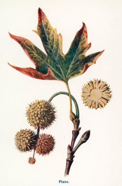 Wild Fruits of the Countryside: Plane by Frederick Edward Hulme