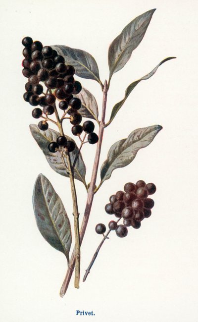 Wild Fruits of the Country-side: Privet by Frederick Edward Hulme