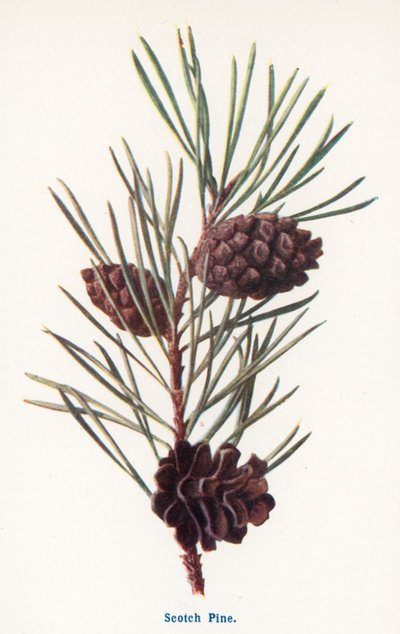 Wild Fruits of the Country-side: Scotch Pine by Frederick Edward Hulme